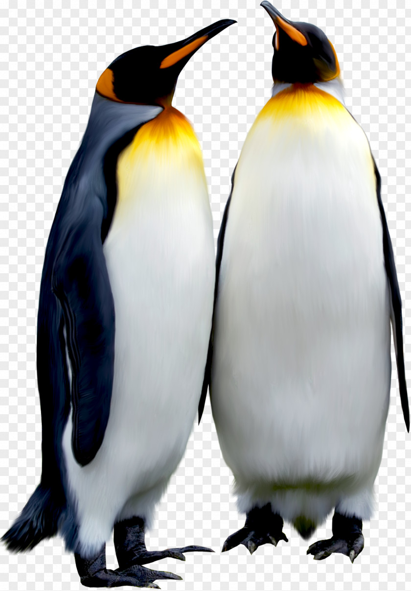 Penguins Penguin Bird Animal Download PNG