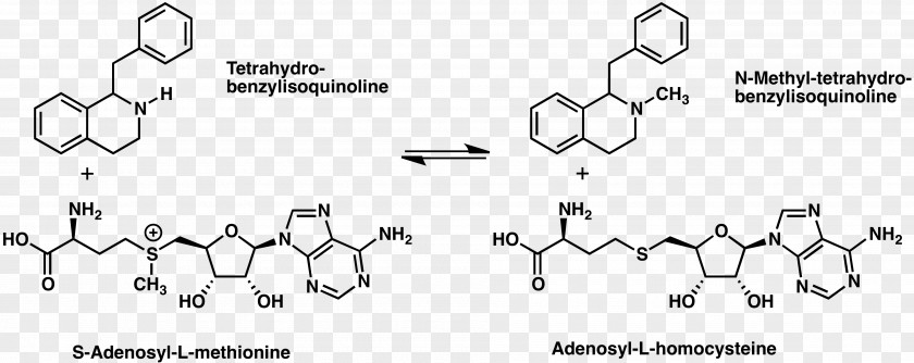 (RS)-1-benzyl-1,2,3,4-tetrahydroisoquinoline N-methyltransferase Alkaloid PNG