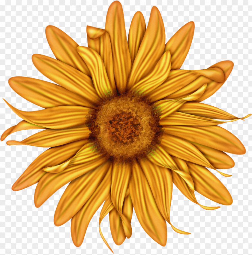 Sunflower PNG