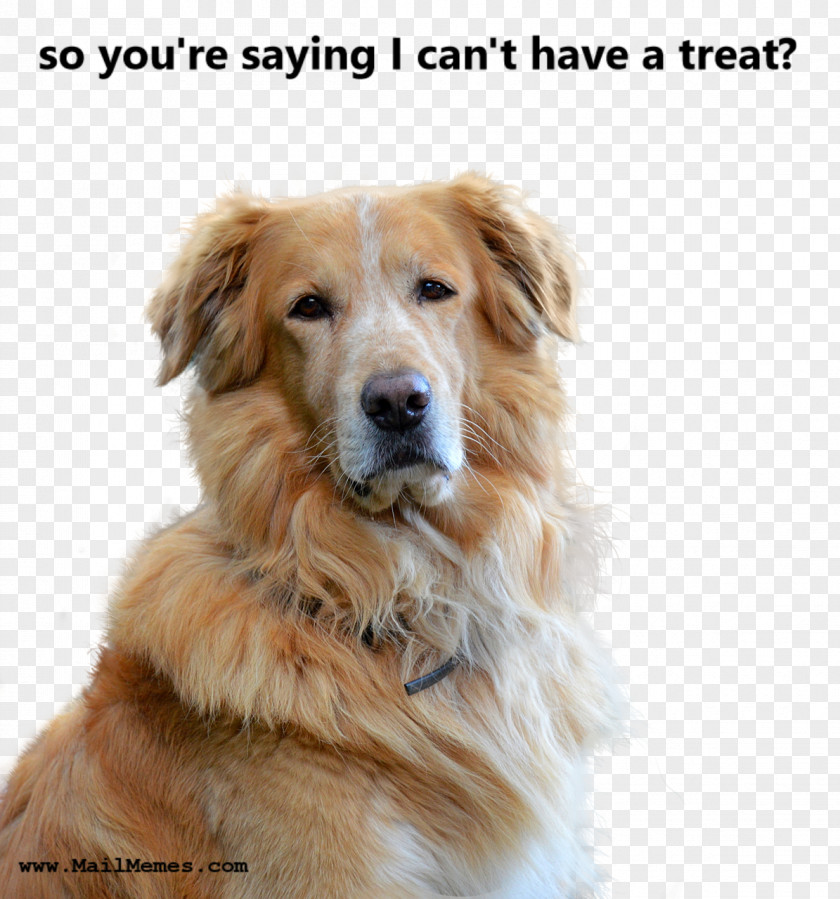 Cat Golden Retriever Pet Dog Food Biscuit PNG