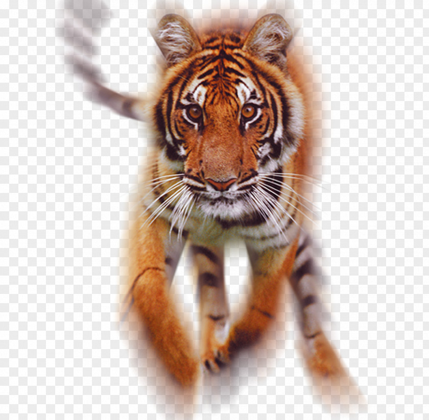 Cat Tiger Lenticular Printing Lens Whiskers PNG