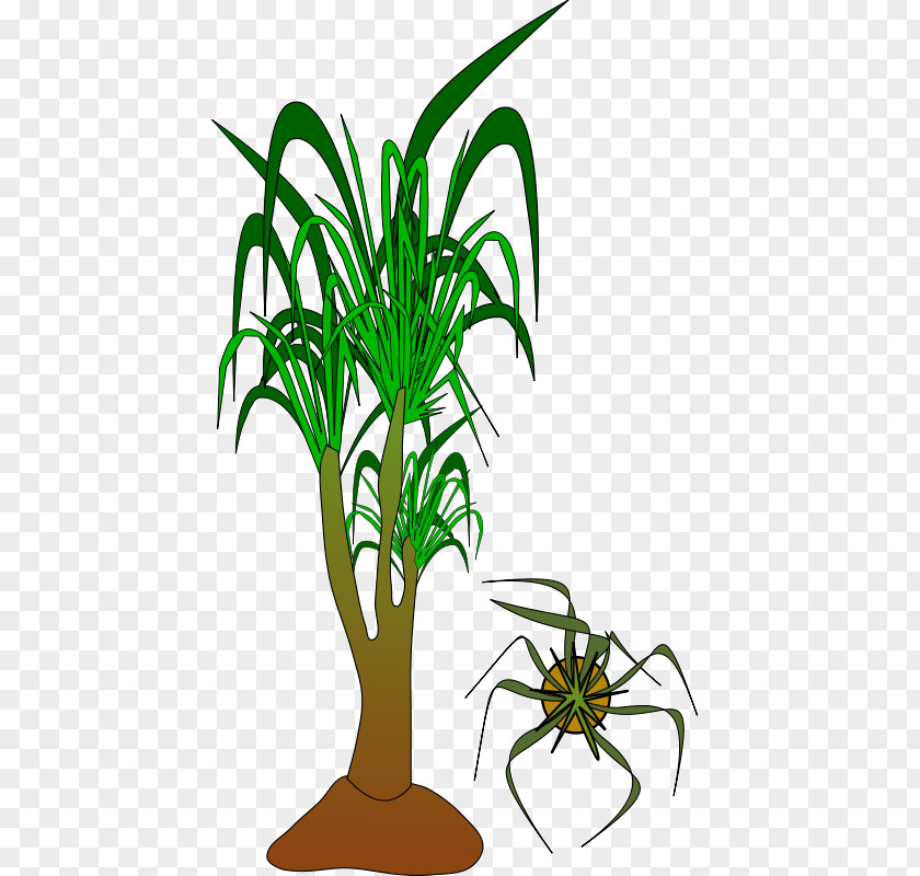 Flower Thumbnail Palm Trees Clip Art Plants Free Content PNG