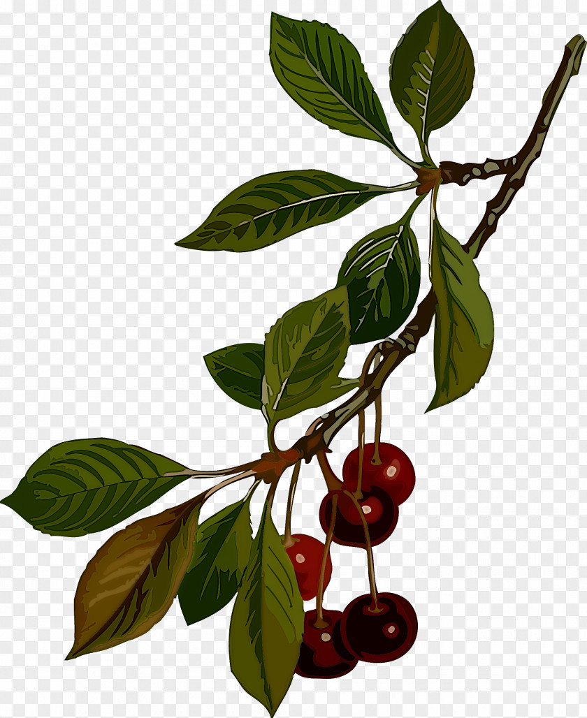 Fruit Tree PNG