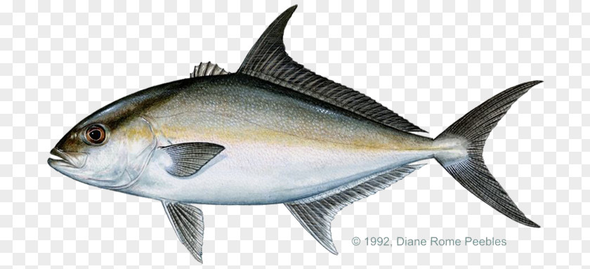 Japanese Fish Almaco Jack Yellowtail Amberjack Bar Greater PNG