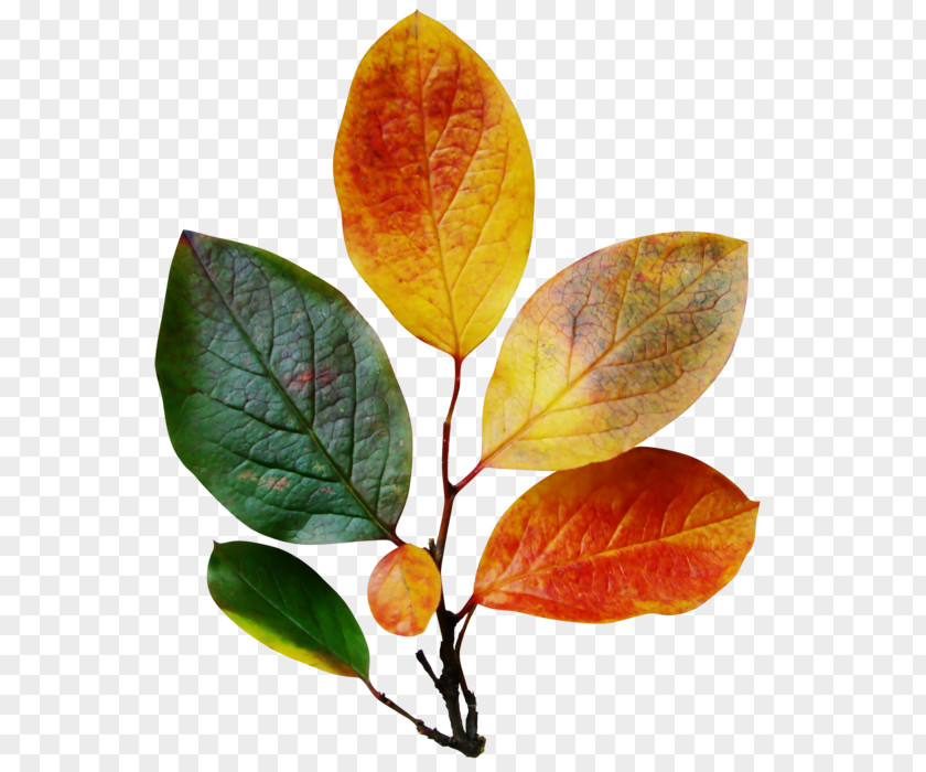 Leaf Blog Autumn Clip Art PNG