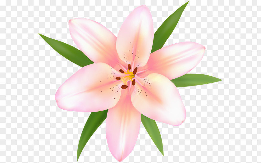 Lily Of The Incas Peruvian-lily Clip Art PNG