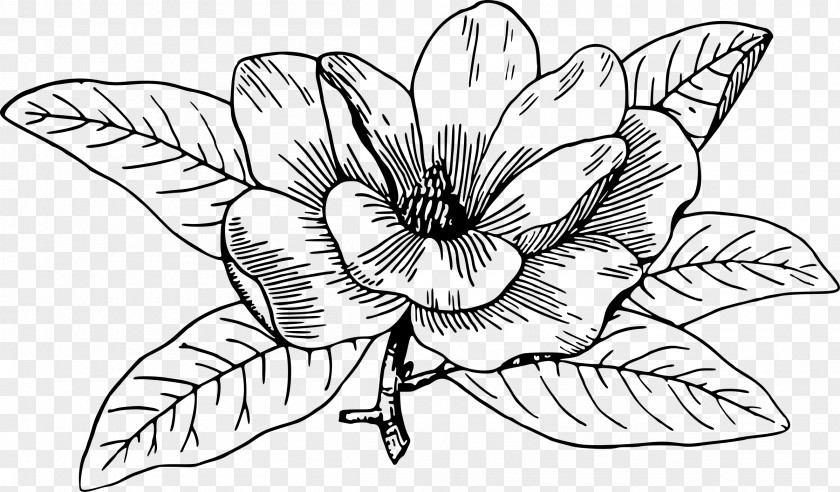 Magnolia Southern Chinese Campbellii Flowering Dogwood Drawing PNG
