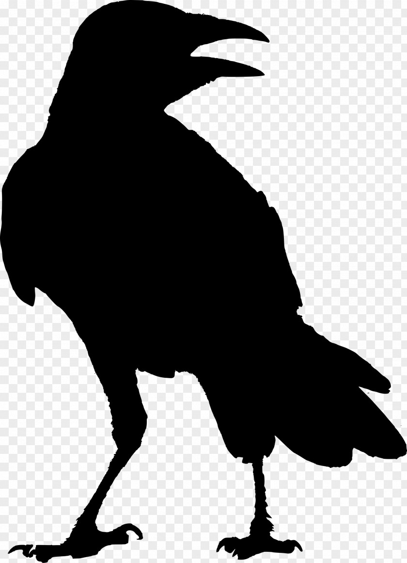 Raven American Crow Common G Whitcoe Designs Rook PNG