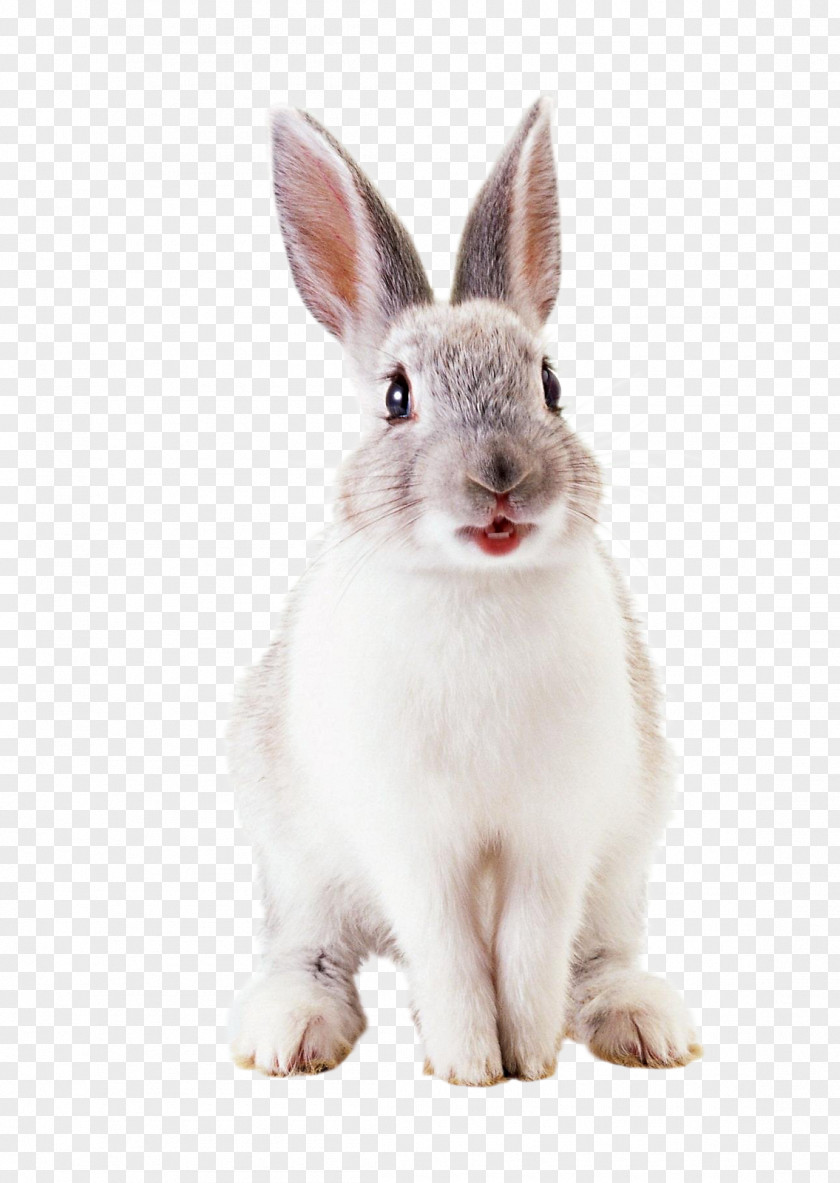 Scatters The Rabbit Hare European Easter Bunny PNG