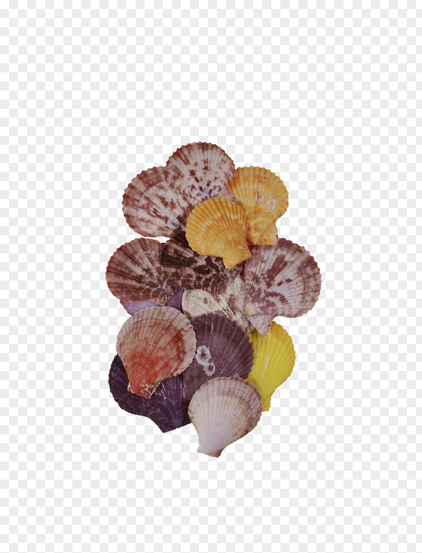 Seashell Pecten Abalone Clam Iridescence PNG