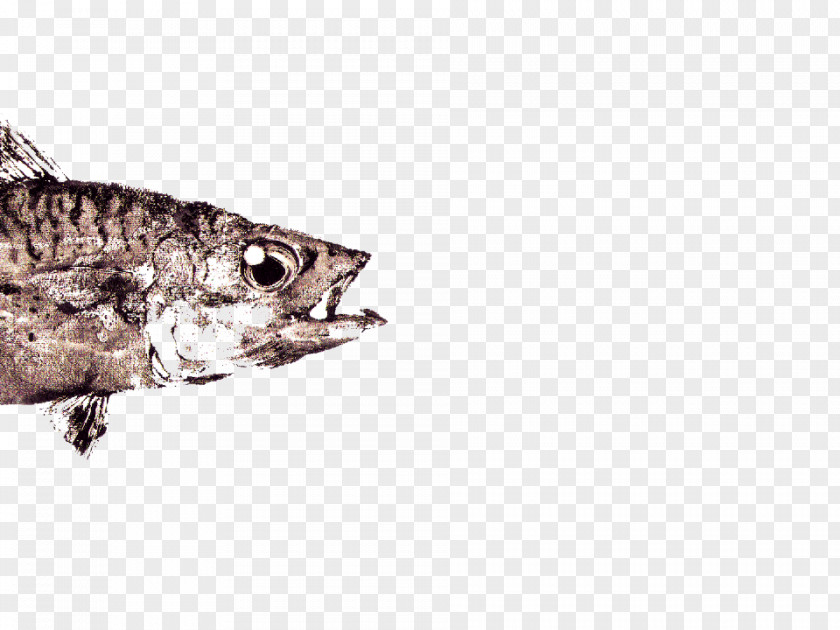 Sushi Plate Reptile Fauna Tail Fish PNG