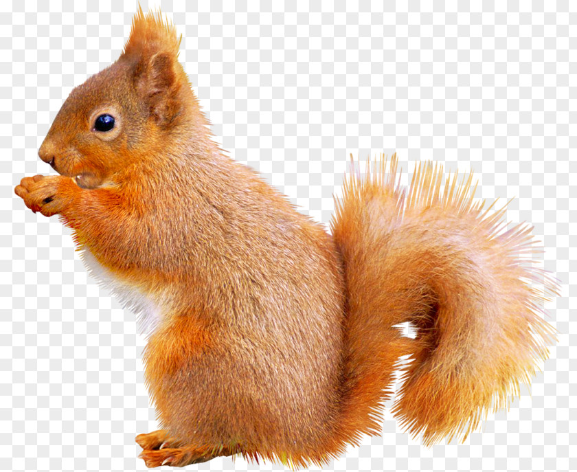 Cute Squirrel Fox Animal Icon PNG