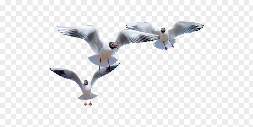 Flying Seagulls European Herring Gull Common Bird Flight Gulls PNG