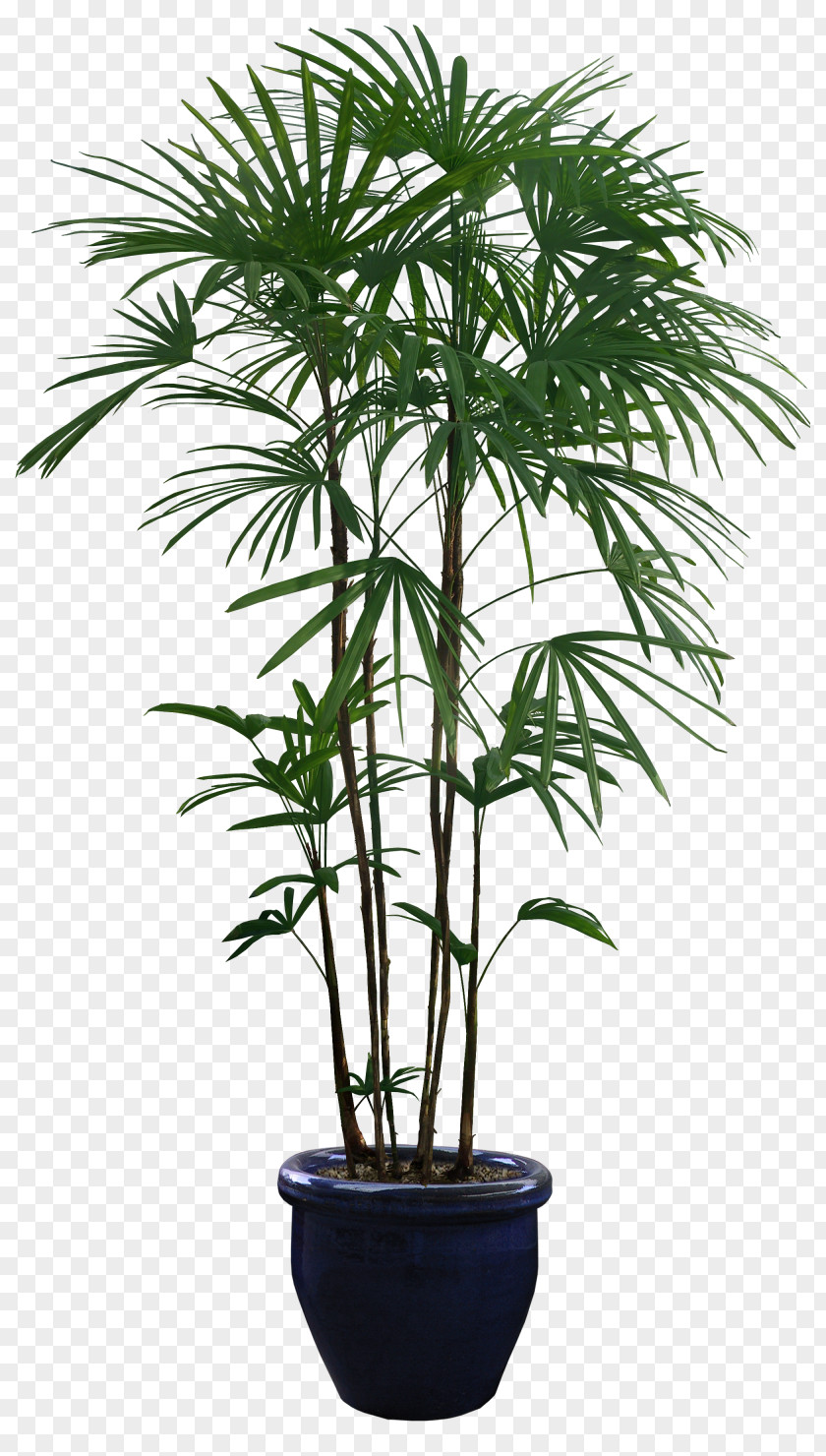 Palm Tree Houseplant Flowerpot PNG