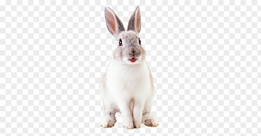 Rabbit Hare French Lop Domestic Netherland Dwarf Easter Bunny PNG
