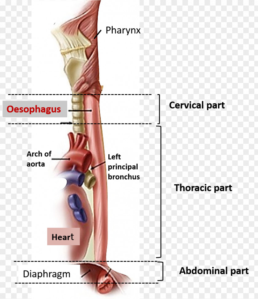 Abdomen Anatomy The Esophagus Human Body PNG