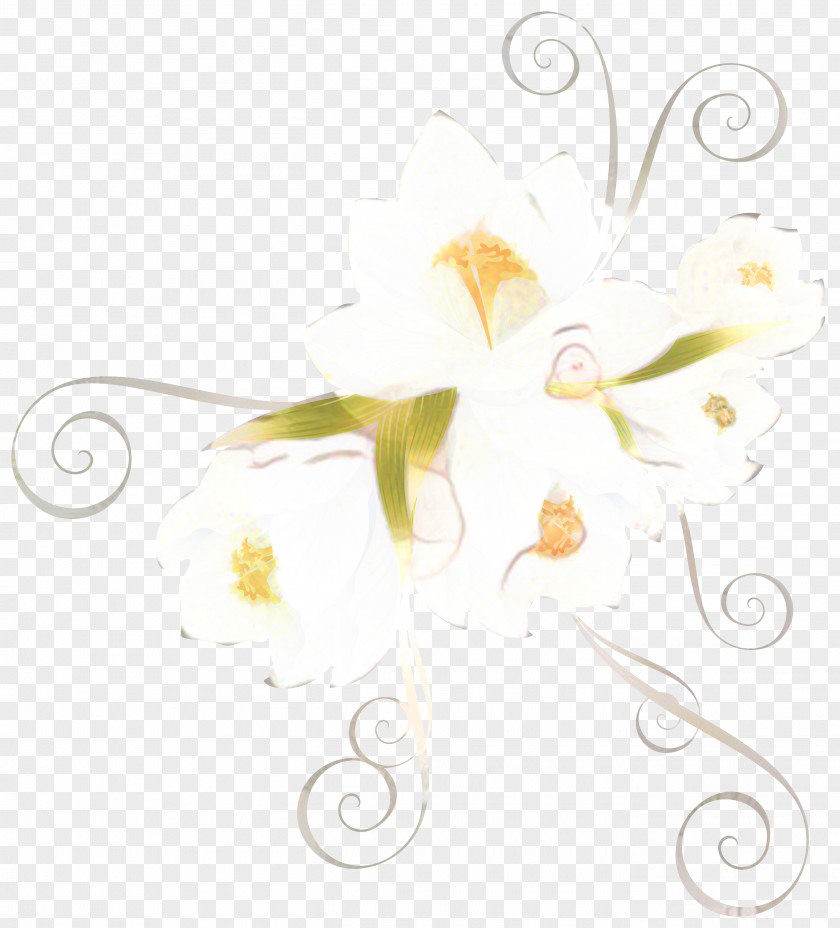 Camomile Flower Floral Background PNG
