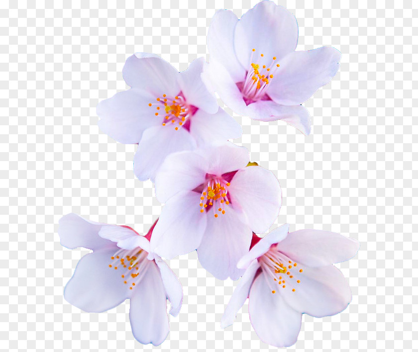 Cherry Blossom Editing Flower We Heart It Sticker PNG