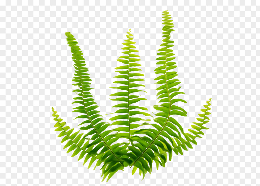 Green Leaves Fern Viridiplantae PNG