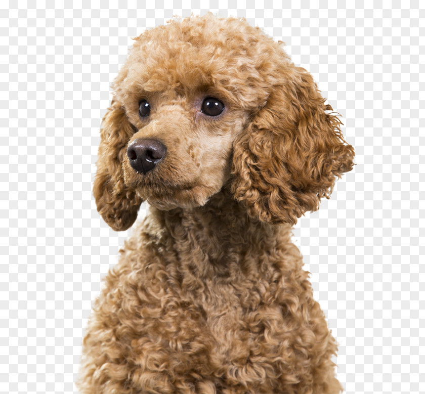 Poodle Standard Miniature Cockapoo Spanish Water Dog PNG