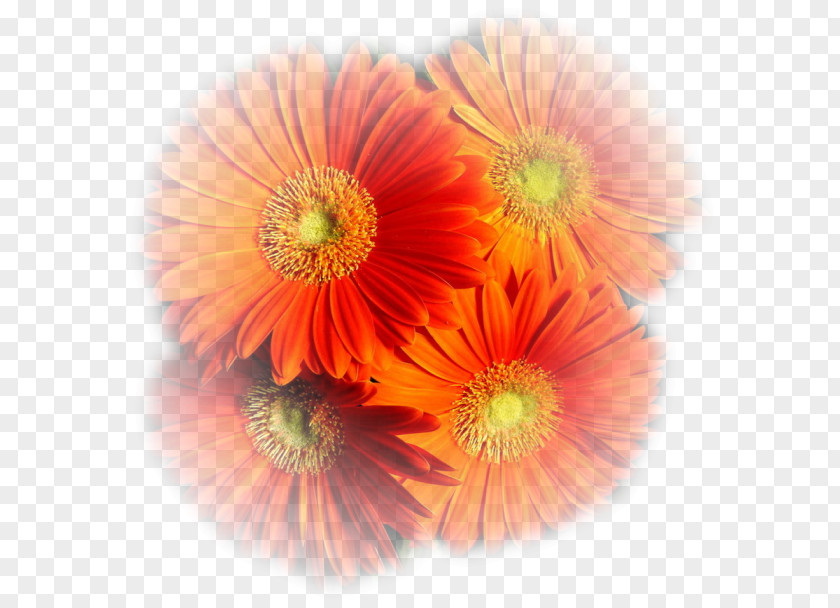 Autumn Coffee Blog Cut Flowers PNG