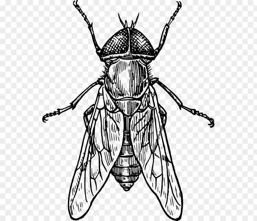 Bee Beetle Drawing Line Art Clip PNG