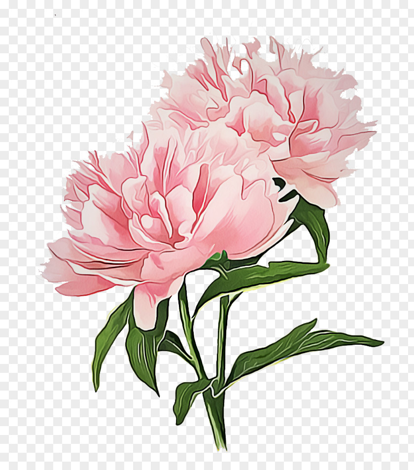 Chinese Peony Flower Flowering Plant Pink Common PNG