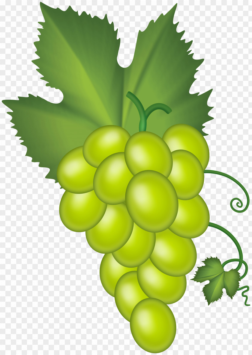 Grape Vector Graphics Clip Art Image PNG