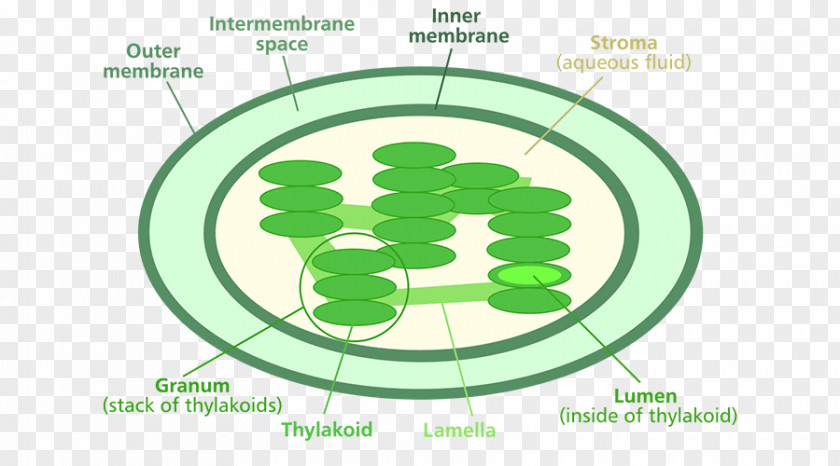 Plant Chlorophyll A Chloroplast Photosynthesis Diagram PNG