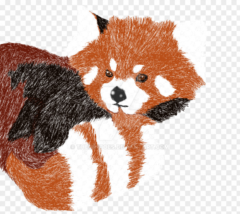 Red Panda Fox Dog Whiskers PNG