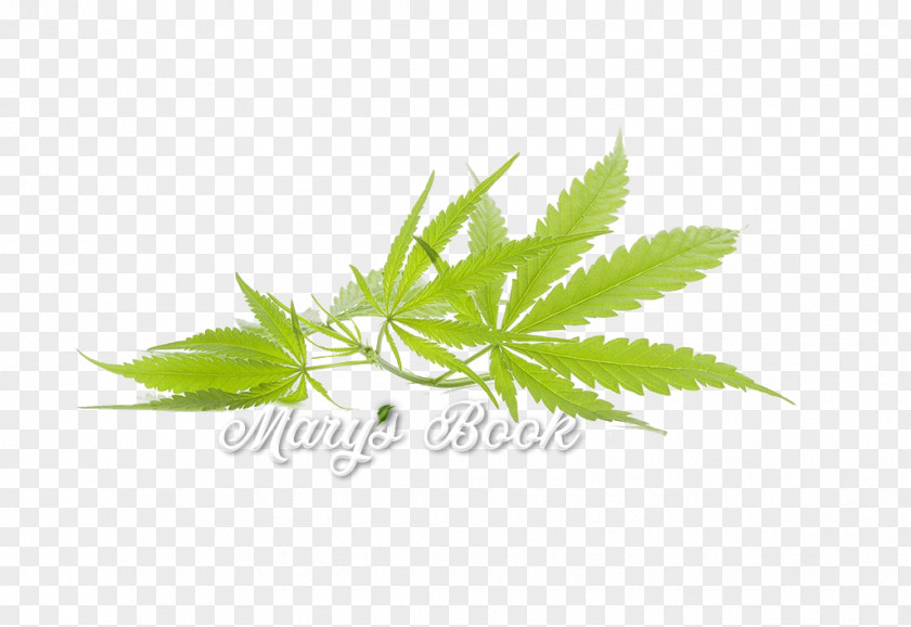 Cannabis Sativa Joint Medical Image PNG