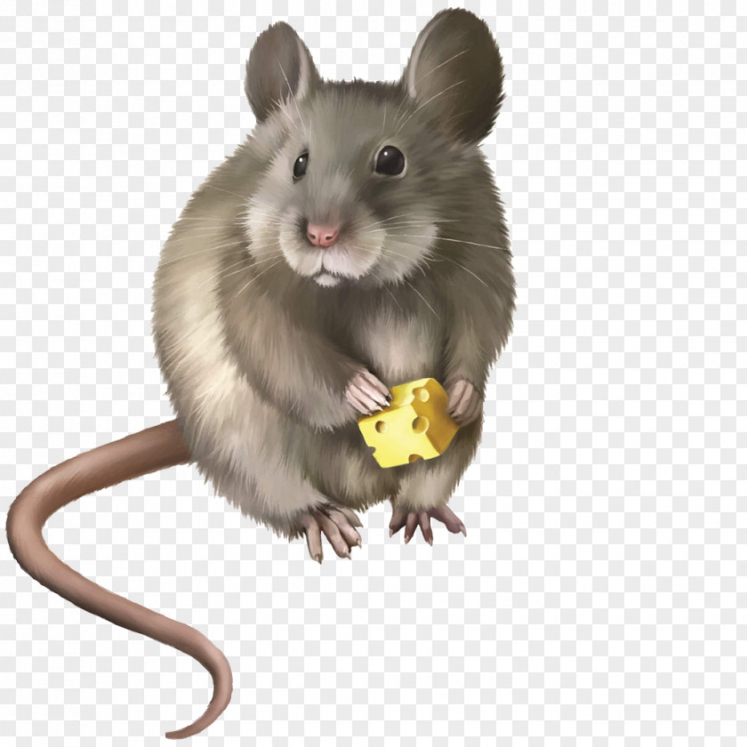 Cheese-eating Rat Mouse Rodent Clip Art PNG