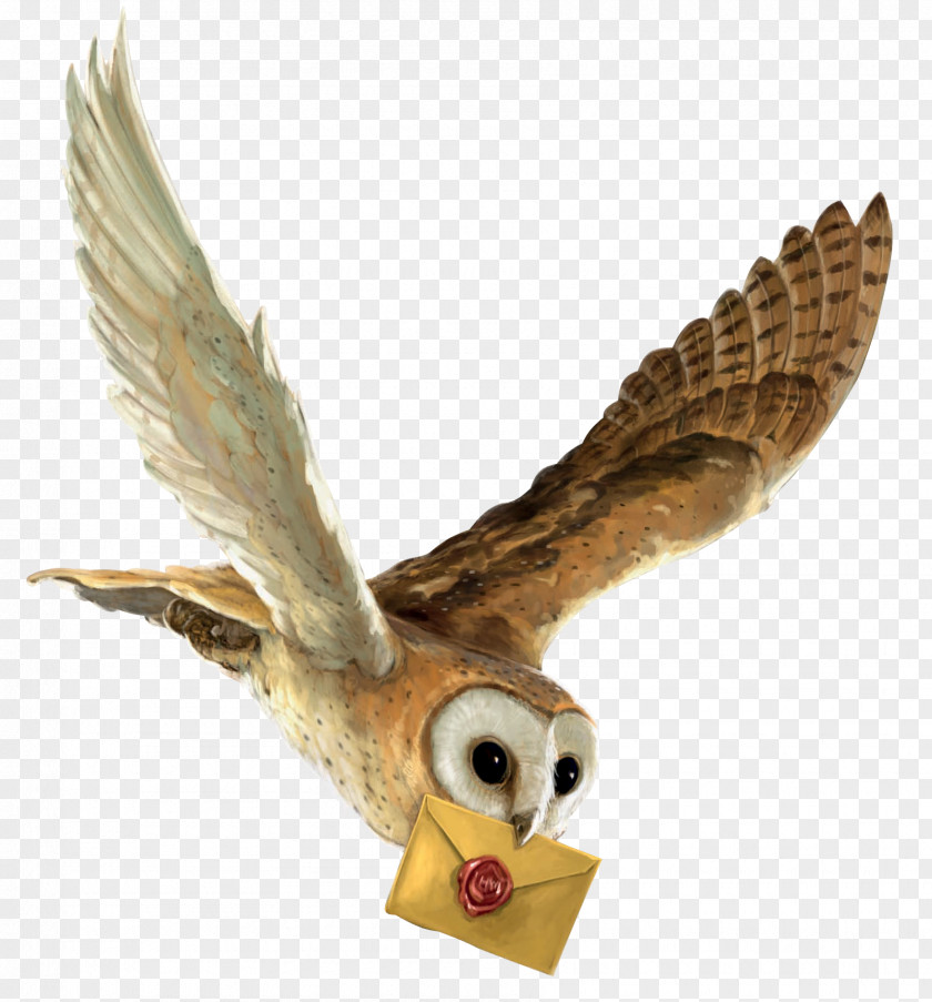 Harry Potter And The Philosopher's Stone Owl Hedwig Hogwarts PNG