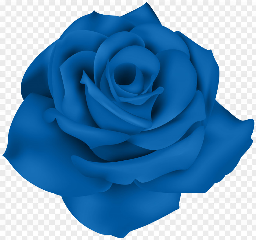 Rose Blue Flower Garden Roses PNG