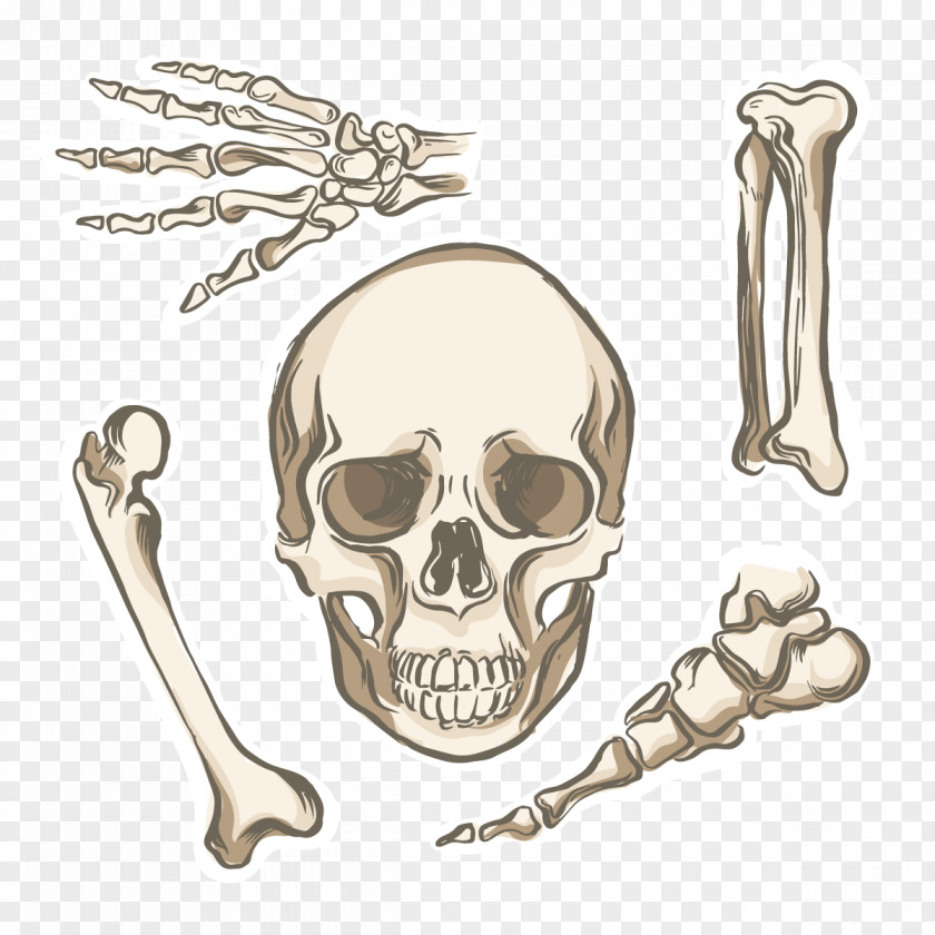 Vector Skull Skeleton Bone Human Body Anatomy PNG