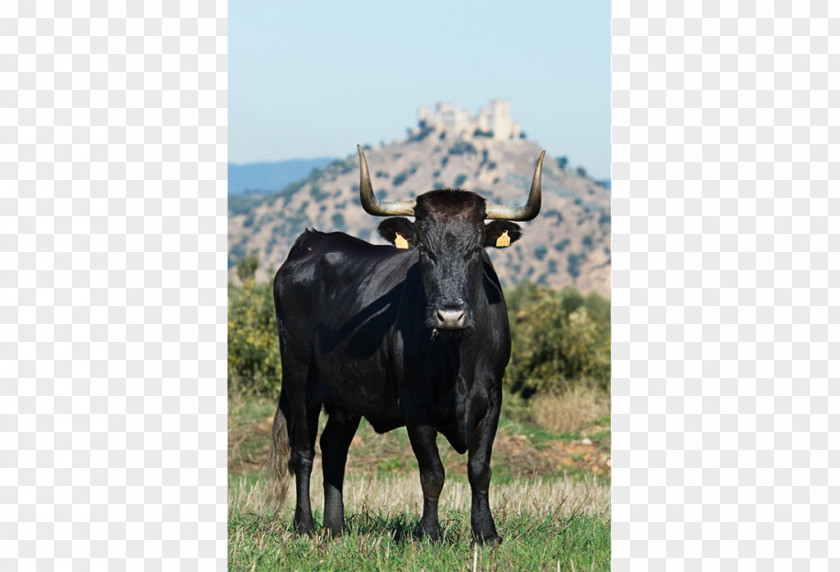 BLONDA Dairy Cattle Negra Andaluza Avileña-Black Iberian Asturian Valley Andalusia PNG