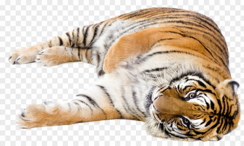 Cat Lion Felidae Bengal Tiger Siberian PNG