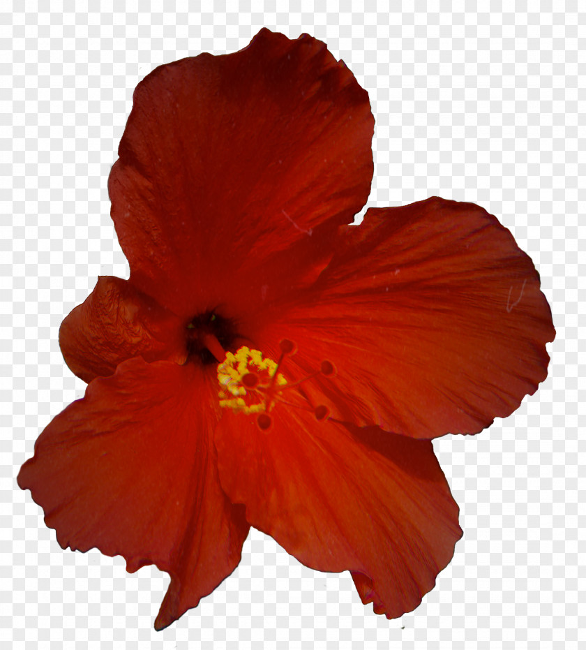 Rosemallows Orange S.A. PNG