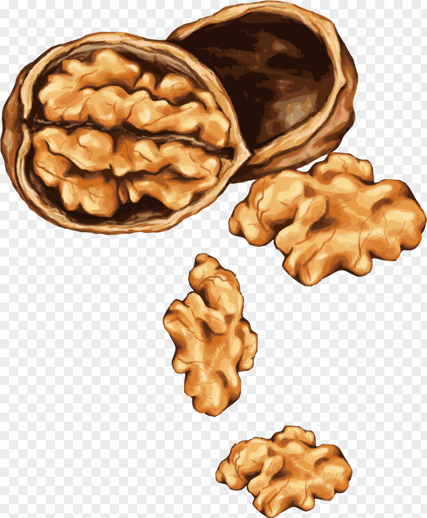 Vector Painted Walnut Tree Nut Allergy Drawing Almond PNG