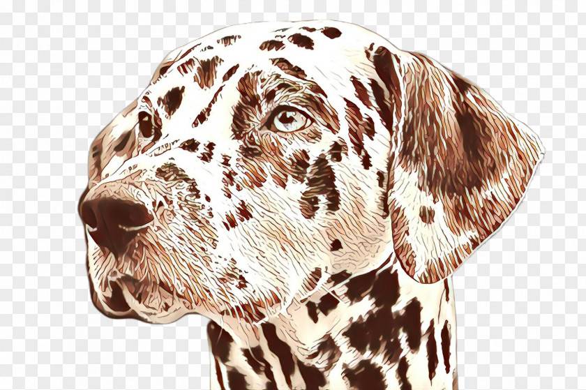 Braque Du Bourbonnais Pointer Dog Cartoon PNG