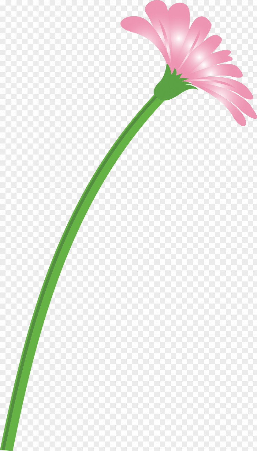 Dandelion Flower PNG