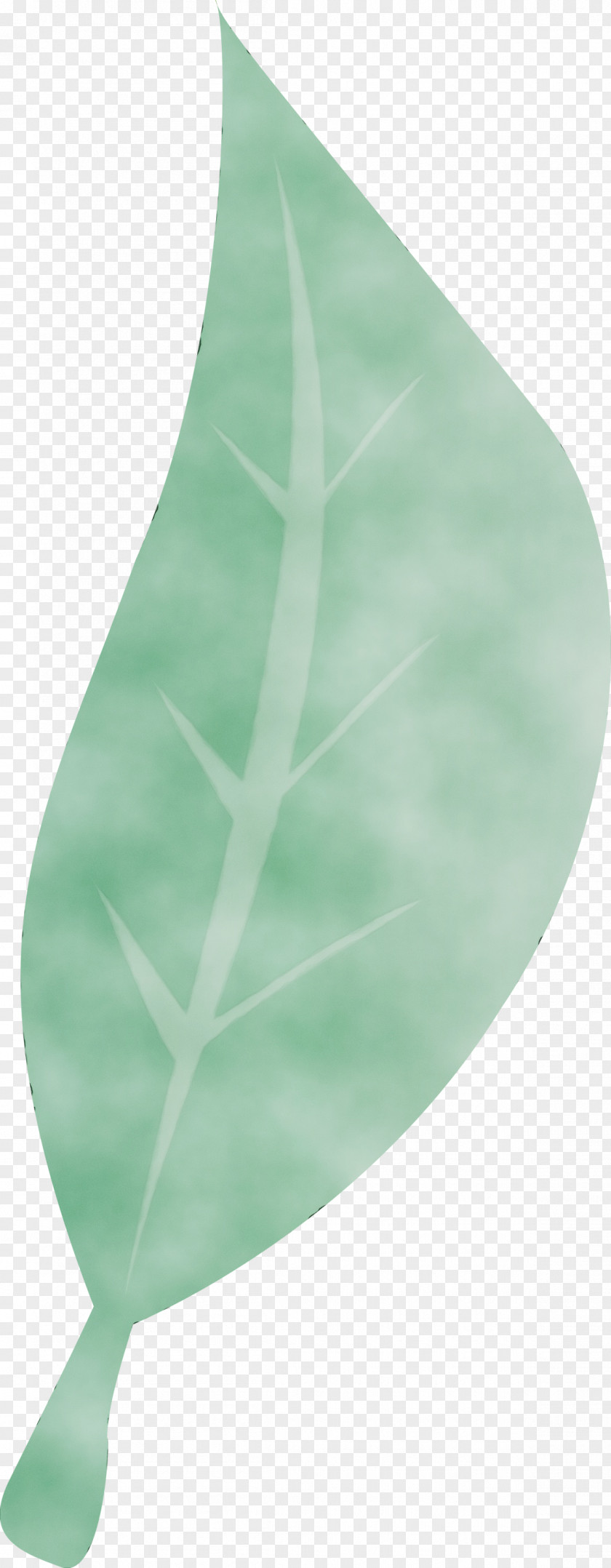 Leaf Green Science Plant Structure Plants PNG