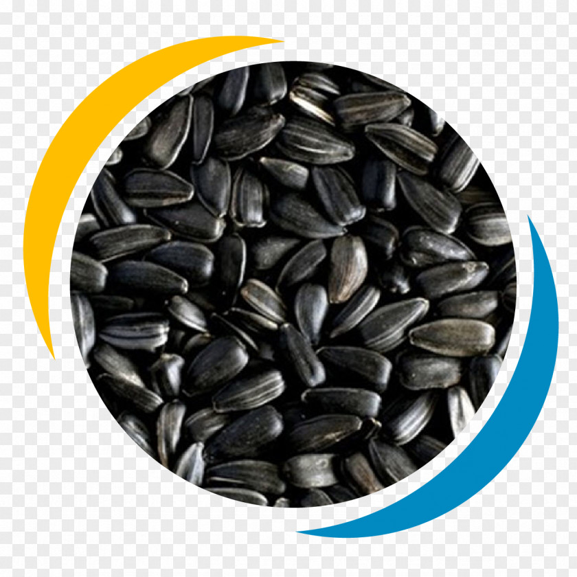 Oil Sunflower Seed Common Food Energy PNG
