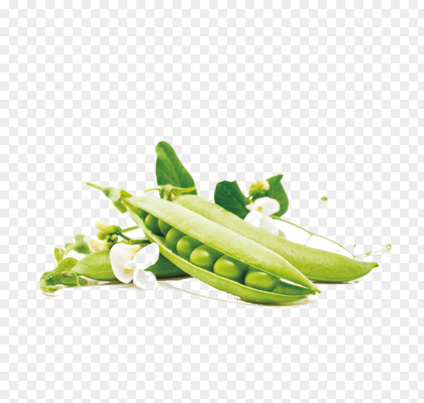 Pea Green Bean Vegetable Food PNG