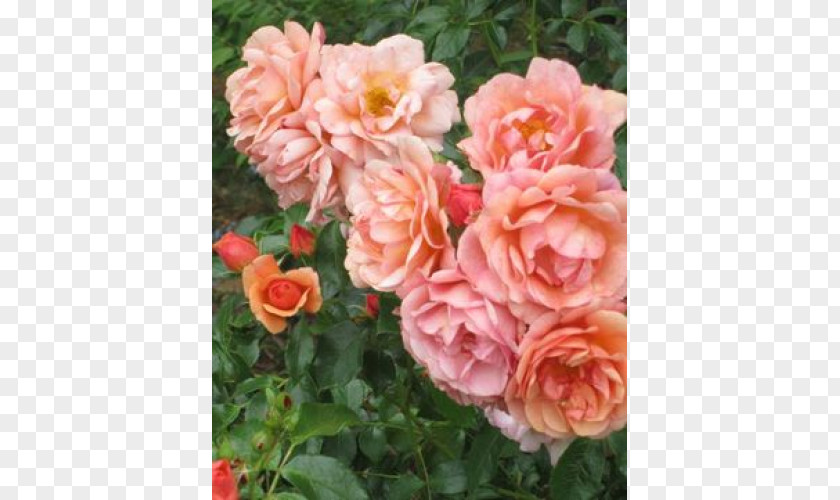 Plant Floribunda Garden Roses Cabbage Rose China Memorial PNG