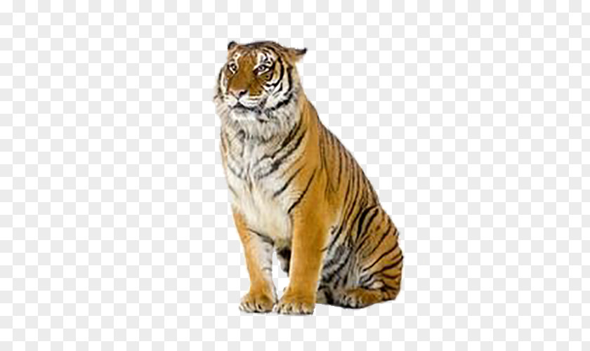 Tiger Stock Photography Royalty-free PNG