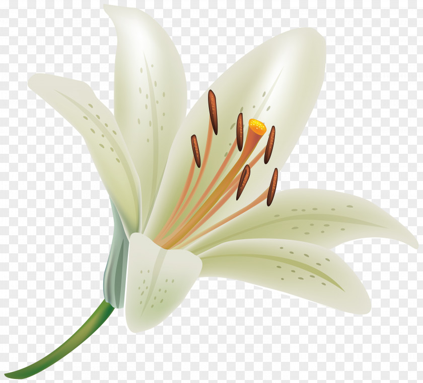 White Flower Lilium Candidum Tiger Lily Clip Art PNG
