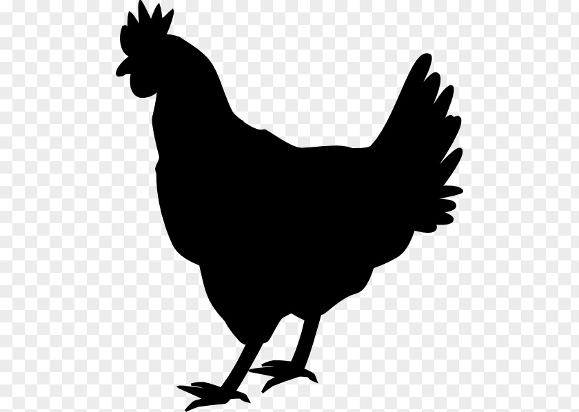 Blackandwhite Tail Chicken Cartoon PNG