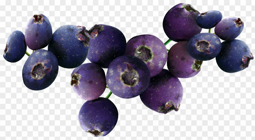 Blueberry Fruit PNG