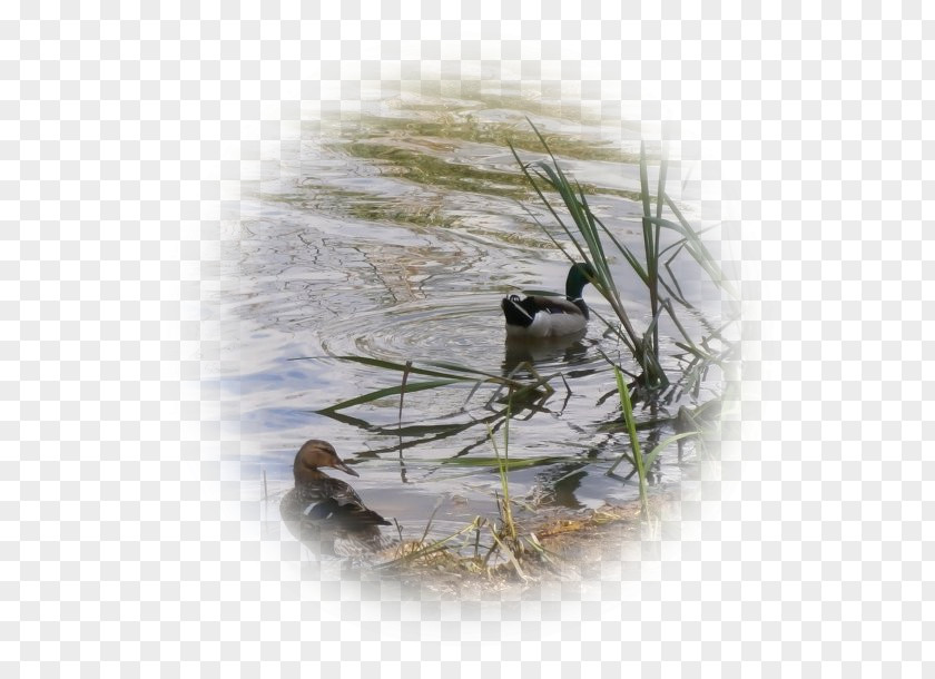 Duck Wren Bird Nest Fauna PNG
